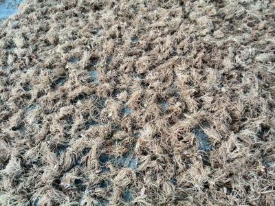 برداشت و فروش عمده سنبل الطیب