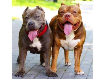  فروش پیت بول - فروش توله پیت بول نر و ماده 