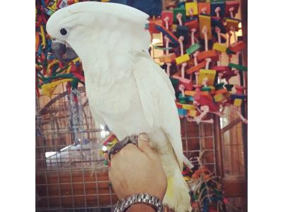 صادرات و واردات حیوانات خاص