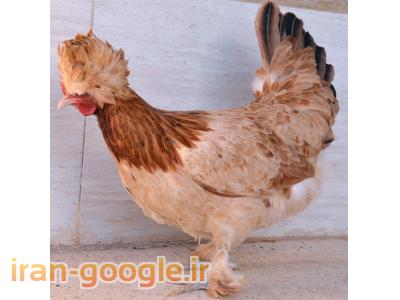 فروش تخم مرغ  نطفه دار زینتی