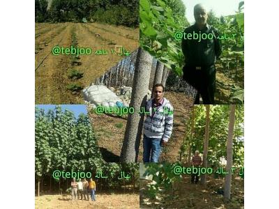 ثبت سفارش بهترین نهال پالونیا هیبرید پائولونیا تضمینی مزرعه چوب 