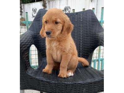 سگ چاوچاو(چوچو)اصیل