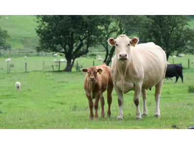 فروش تلیسه آبستن 7 ماهه