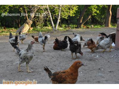 گلپایگانی-مرکز پرورش و فروش مرغ و خروس بومی در شهریار 