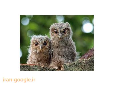 فروش انواع جوجه جغد 