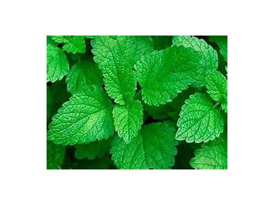 برداشت و فروش عمده بادرنجبویه(ملیس)