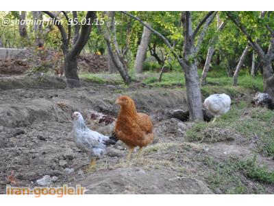 جوجه مرغ-مرکز پرورش و فروش مرغ و خروس بومی در شهریار 