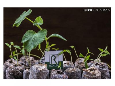 فروش بذر در تهران