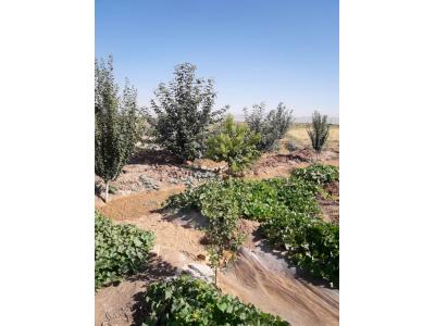 باغ با آب انبار در زرندیه-باغ یک هکتاری با درختان مثمر در مامونیه ساوه