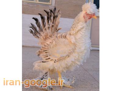 فروش تخم مرغ  نطفه دار زینتی