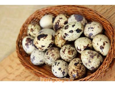 لدر-فروش تخم اردک و بلدرچین