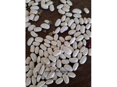 قیمت انواع لوبیا سفید