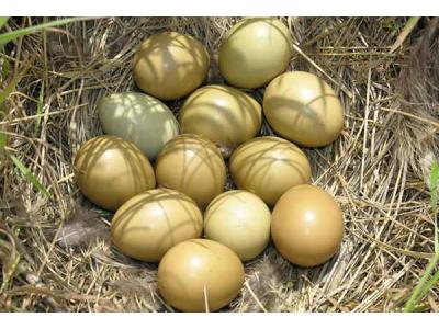 تخم قرقاول آمریکایی-فروش تخم قرقاول در ارومیه 