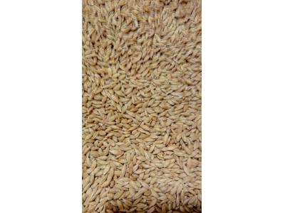 صادرات جو روسیه و آذربایجان به عراق