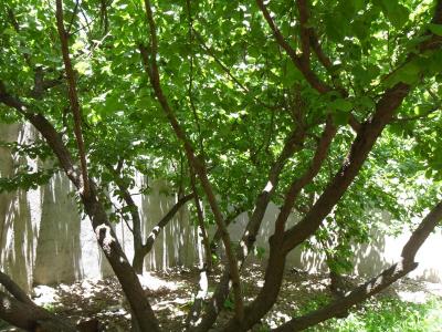  فروش باغ ویلا در ابراهیم آباد شهریار