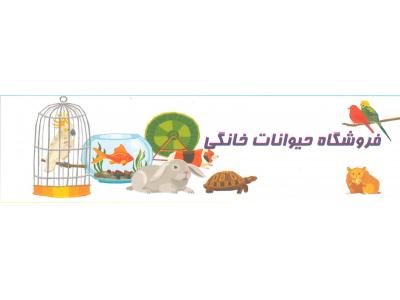 ویزیت حیوانات در محل-کلینیک دامپزشکی پارسیان پاسداران