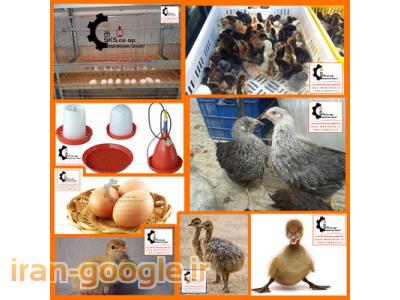 فروش اردک در سنین مختلف-شرکت تعاوني مهرخواه صنعت تولیدکننده محصولات طیور 