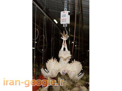 شرکت رایمند  طراح و سازنده ماشینهای ابزار مخصوص و ارائه دهنده خدمات فنی صنایع مرغداری و جوجه کشی