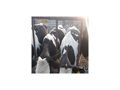 فروش گاو تلیسه آبستن