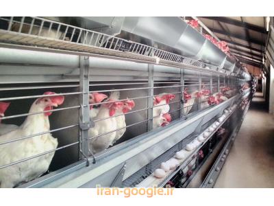 فروش مرغ تخم گذار(پولت) 