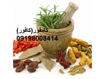  کامفور چیست 