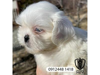 توله شیتزو سوپرفلت سایز جیبی