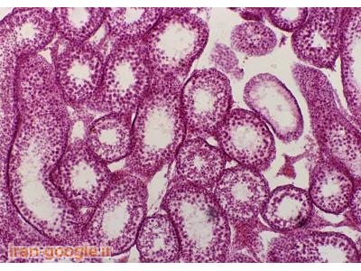 میکروتوم برش بافت دستی  منوال  