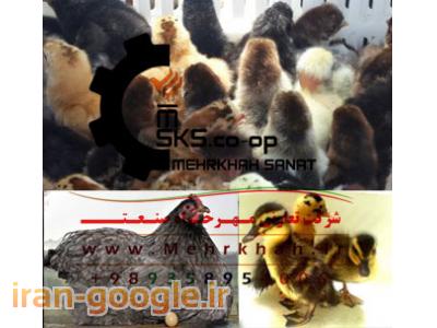 جوجه شترمرغ-يکي از بزرگترين توليد کنندگان مجموعه محصولات طيور در ايران