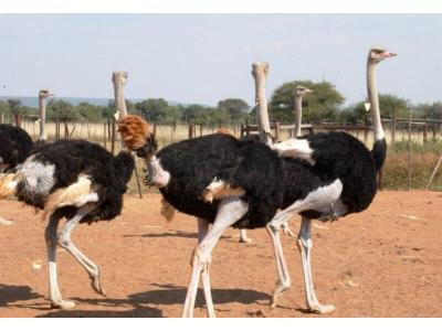 فروش شتر مرغ پرواری