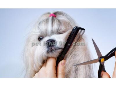 خدمات آرایشی-آموزش اصلاح موی سگ غرب تهران