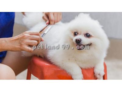 خدمات آرایشی-آموزش آرایش حیوانات خانگی