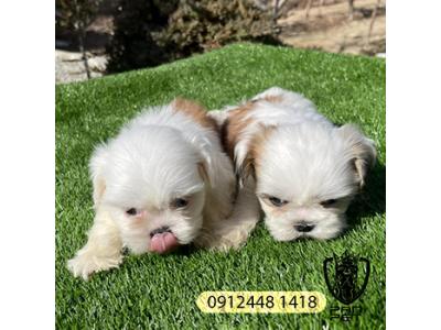 توله شیتزو سوپرفلت سایز جیبی