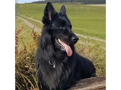 سگ چاوچاو(چوچو)اصیل