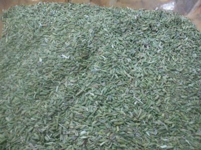 برداشت و فروش عمده رازیانه