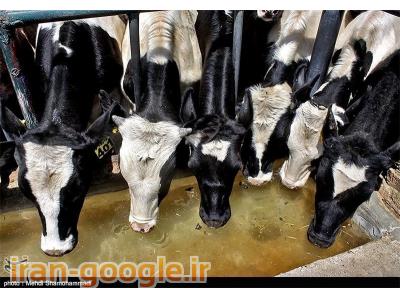 فروش زمینی با پروانه دامداری صنعتی +انبار +خانه سرایداری  در لشت نشاء