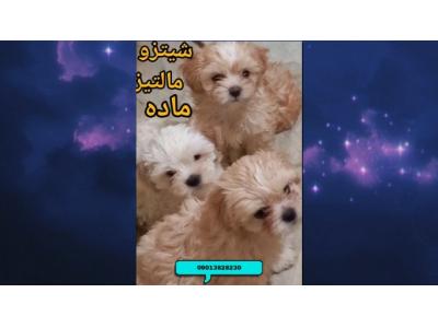 مالتیز شیتزو