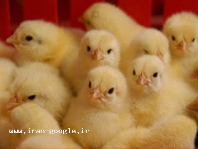 تولید مرغ و تخم مرغ(شرکت نیلوفر طیور)