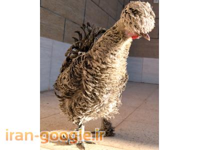 فروش تخم مرغ  نطفه دار زینتی