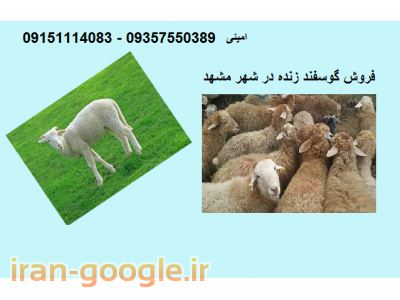 فروش گوسفند زنده در مشهد 