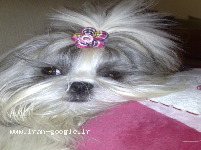 خرید و فروش سگ و گربه