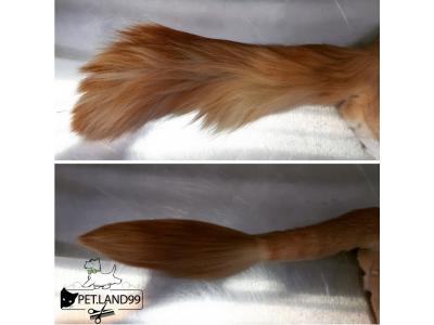 موی حیوانات-آموزش آرایش سگ و گربه