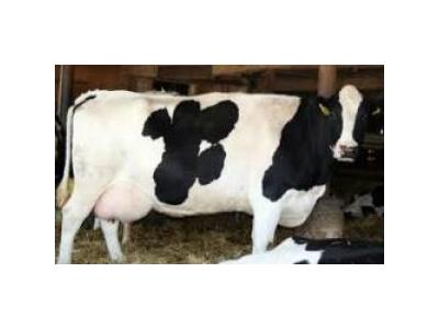 فروش گاو تلیسه آبستن