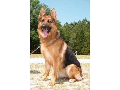 خرید سگ نگهبان-سگ ژرمن شپرد اصیل با خلق و خو فوق العاده برای فروش