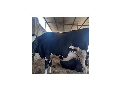 فروش تلیسه آبستن 7 ماهه