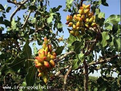 سولفات ( محلول در آب ) کشاورزی