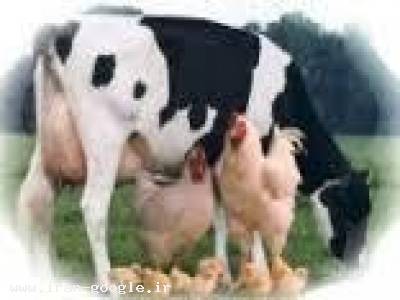 انجام همه امور مربوط به دام در محل 