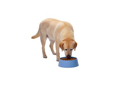 زیپ-غذای خشک سگ