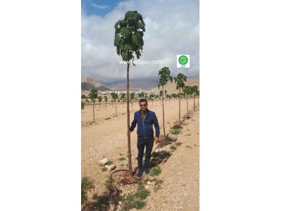 ثبت شرکت در شیراز-ثبت سفارش بهترین نهال پالونیا هیبرید پائولونیا تضمینی مزرعه چوب 