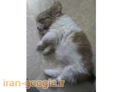 فروش توله شیتزو - نر