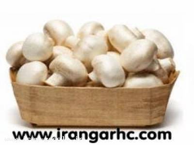 فروش قارچ-مواد اولیه وتجهیزات سالن های پرورش قارچ
